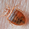 Bedbugs Control 